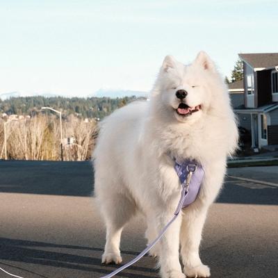 A white dog with a purple leash on a street