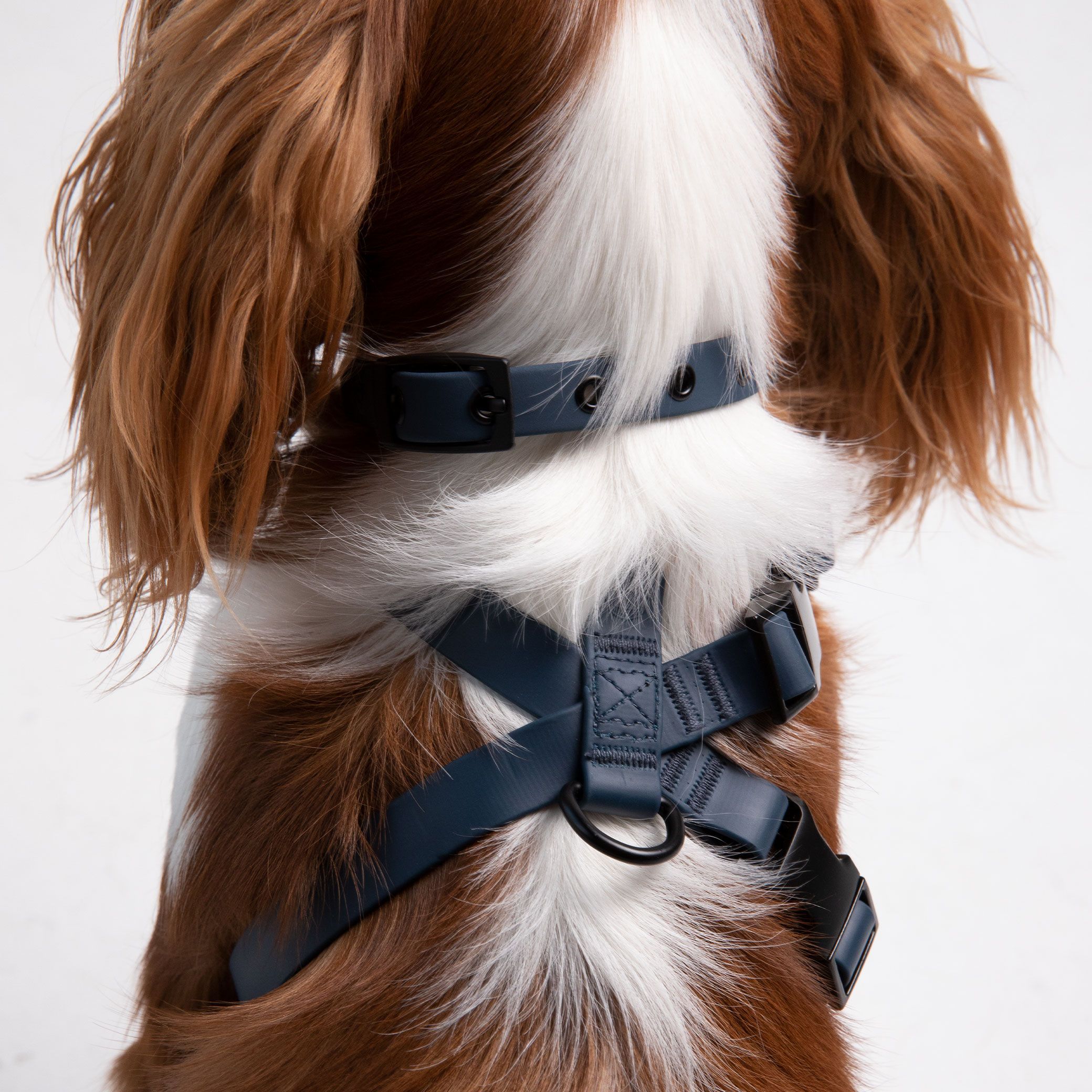 A brown and white dog wearing a blue harness