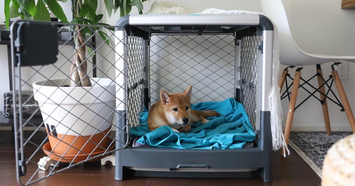 5 Do's and Don'ts of Crate Training - Diggs