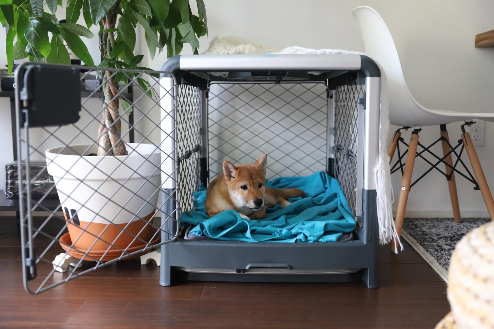Crate Training Benefits Why Crate Training Is Beneficial Diggs