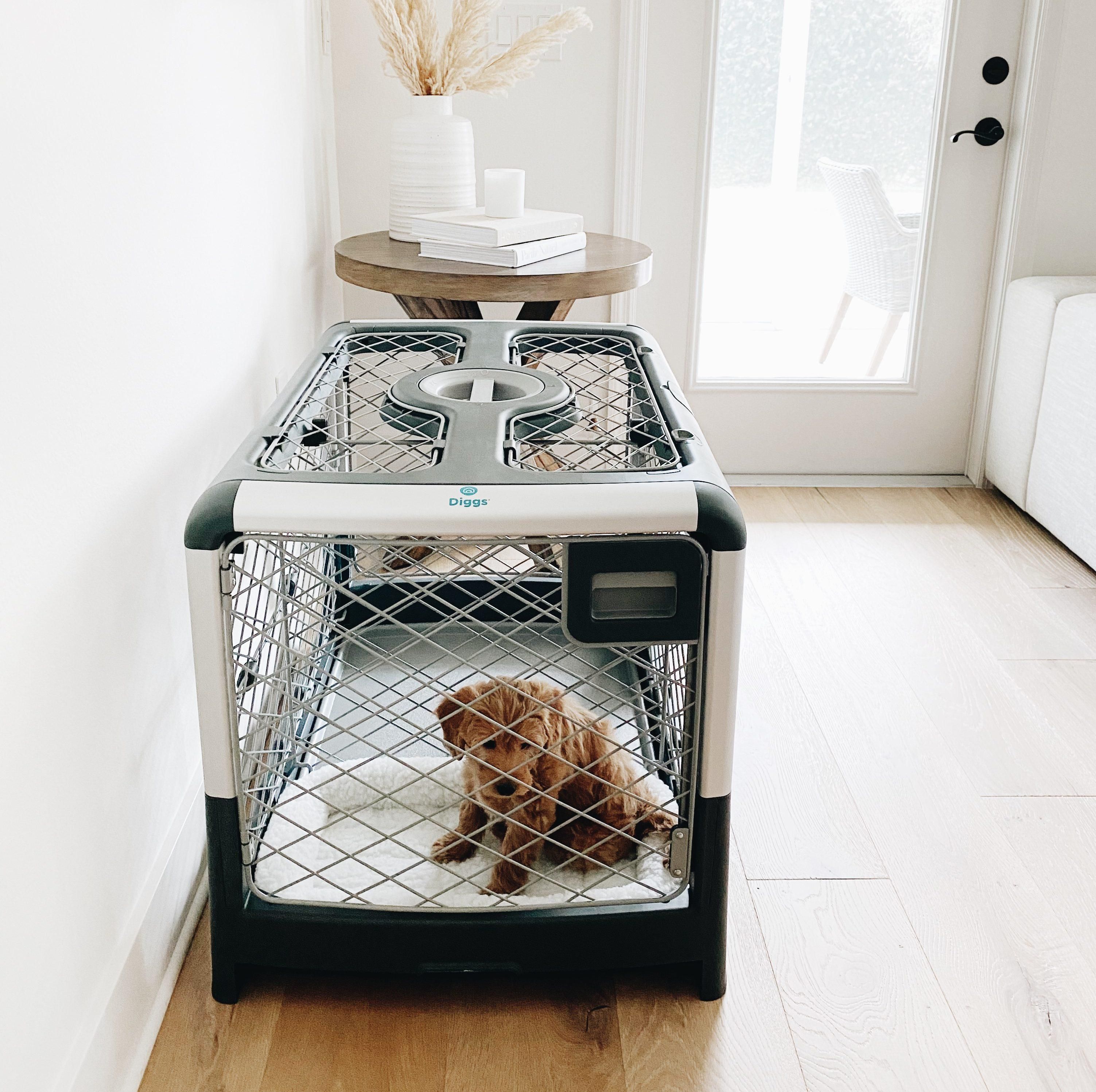 The Ultimate Guide to Crate Training - Diggs