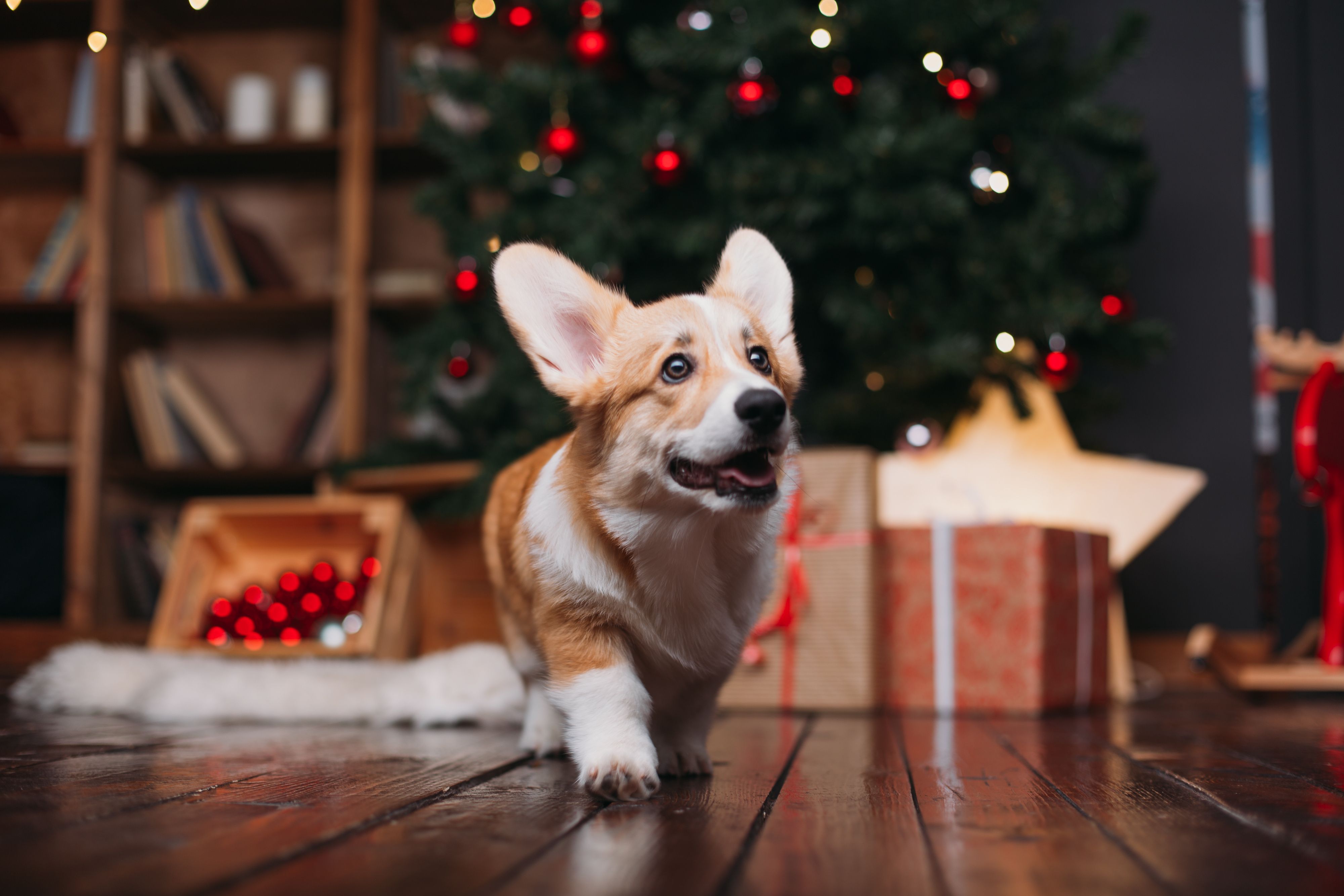 Pet Friendly Decorating: 13 Tips for a Safe Holiday - Diggs