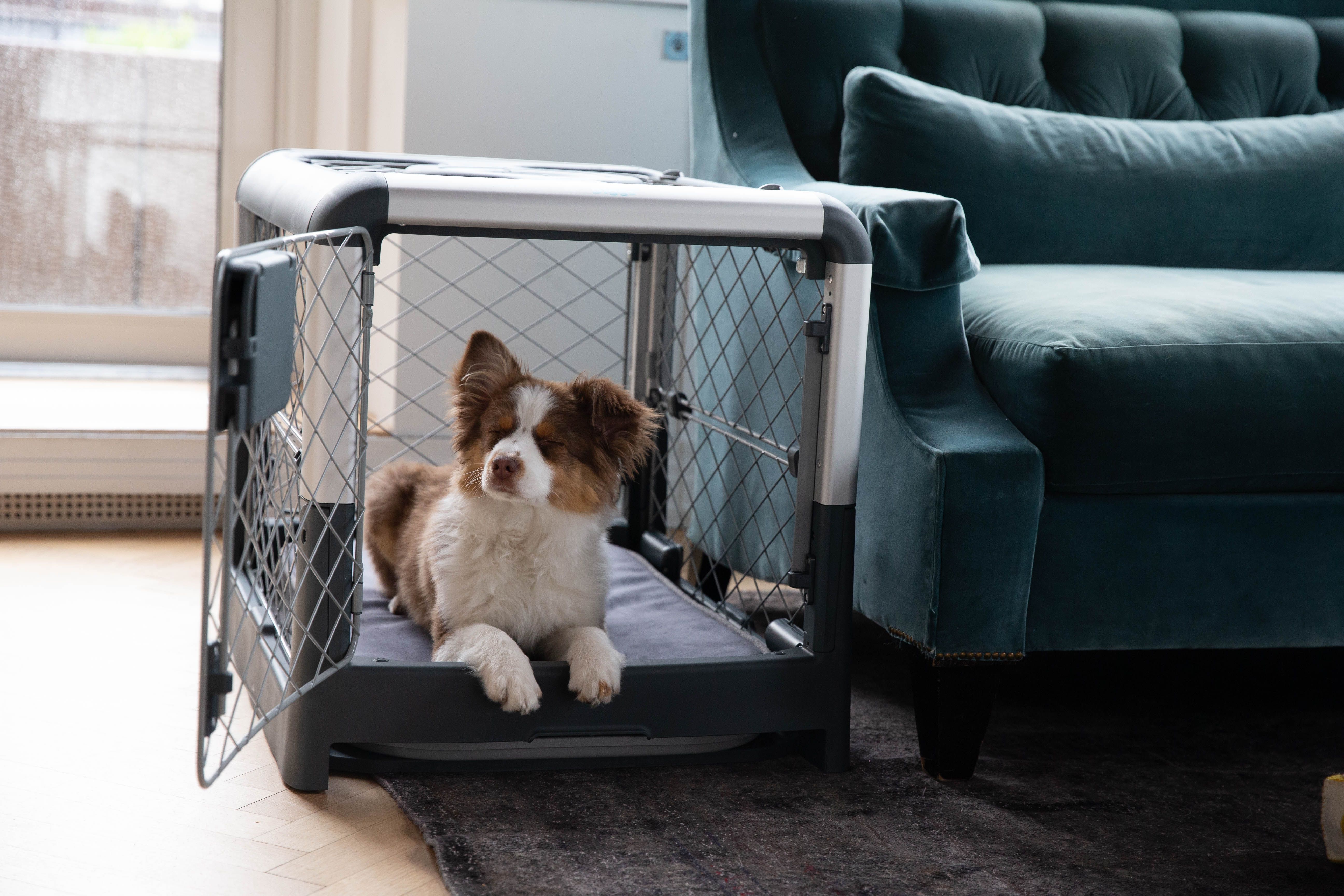 Crate Training 101: A Step-by-Step Guide
