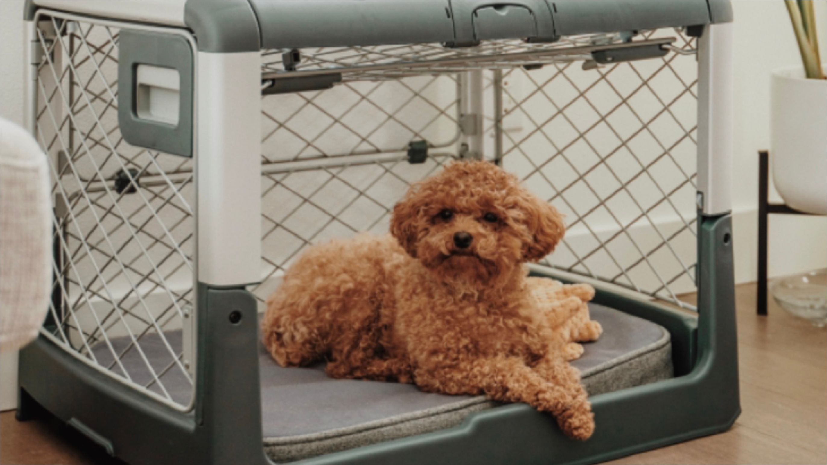Dog Crate Training: Tips from a Professional Trainer