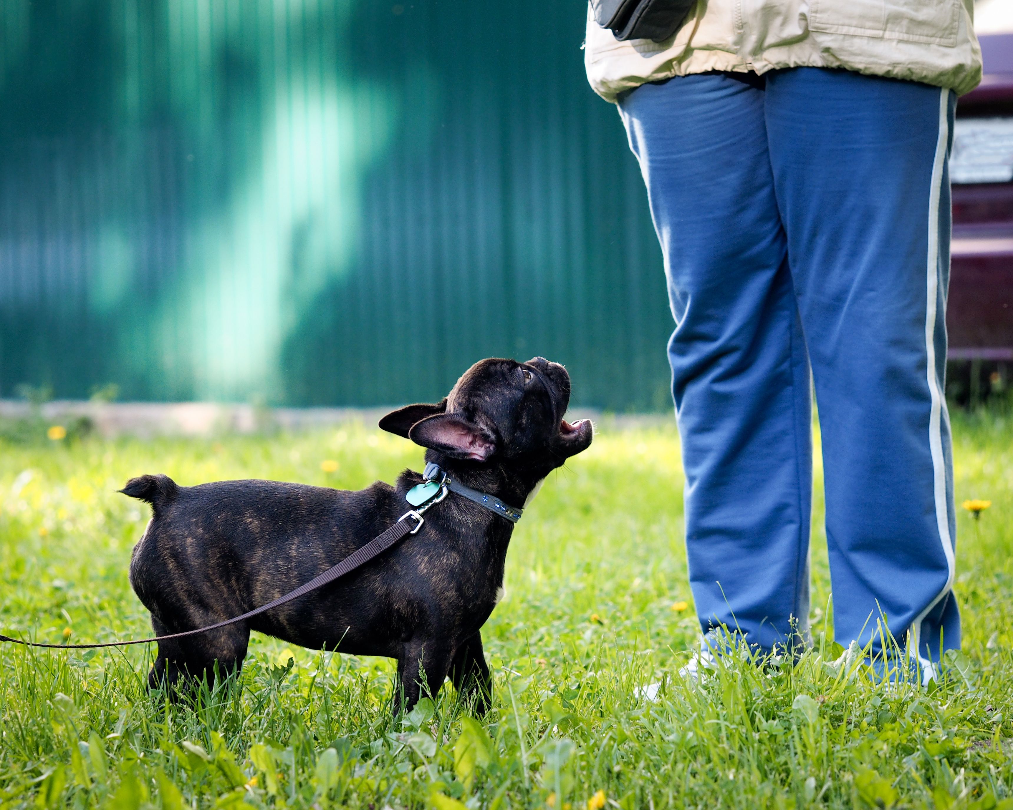 how-to-stop-dog-barking-at-visitors-6-tips-tricks-diggs