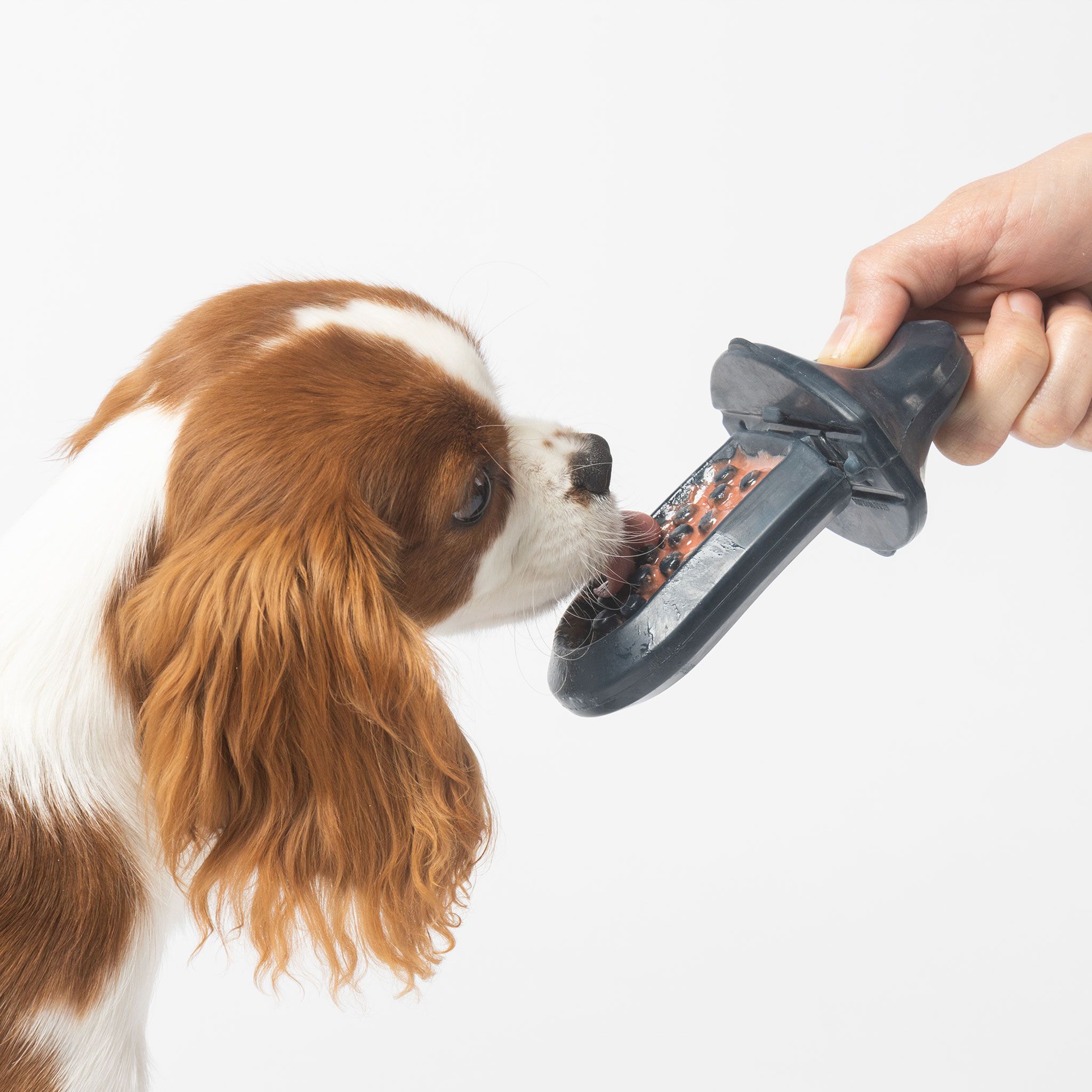 A brown and white dog is licking a Groov Training Aid