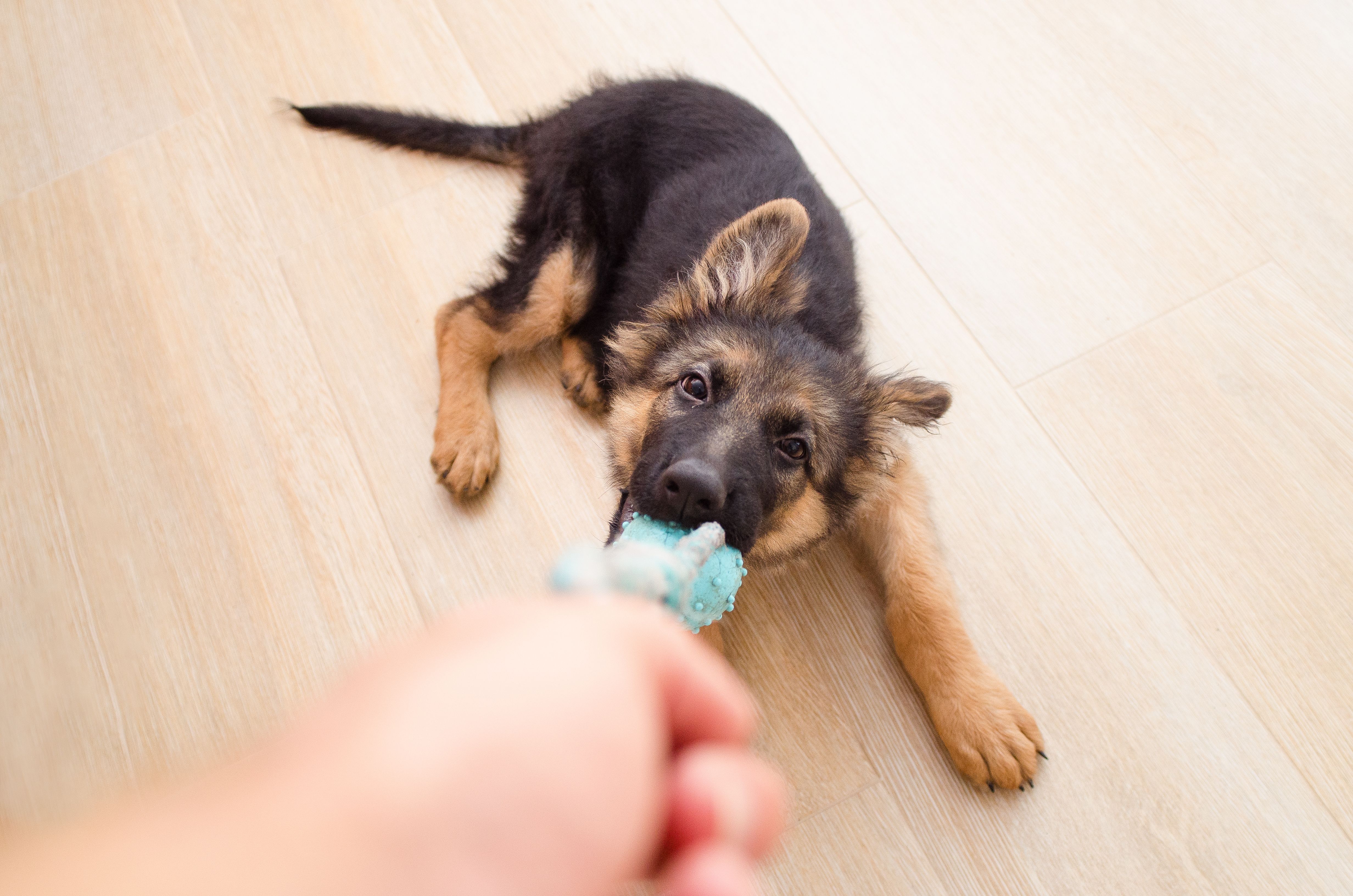 Crazy, Anxious Dog? Here Are 5 Toys to Calm Him Down. - This Dogs Life