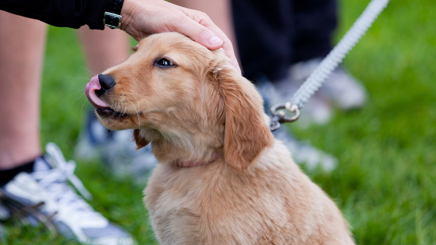 Pet guardian is petting a golden retriever puppy on the head. The puppy has their tongue out and is licking their nose.