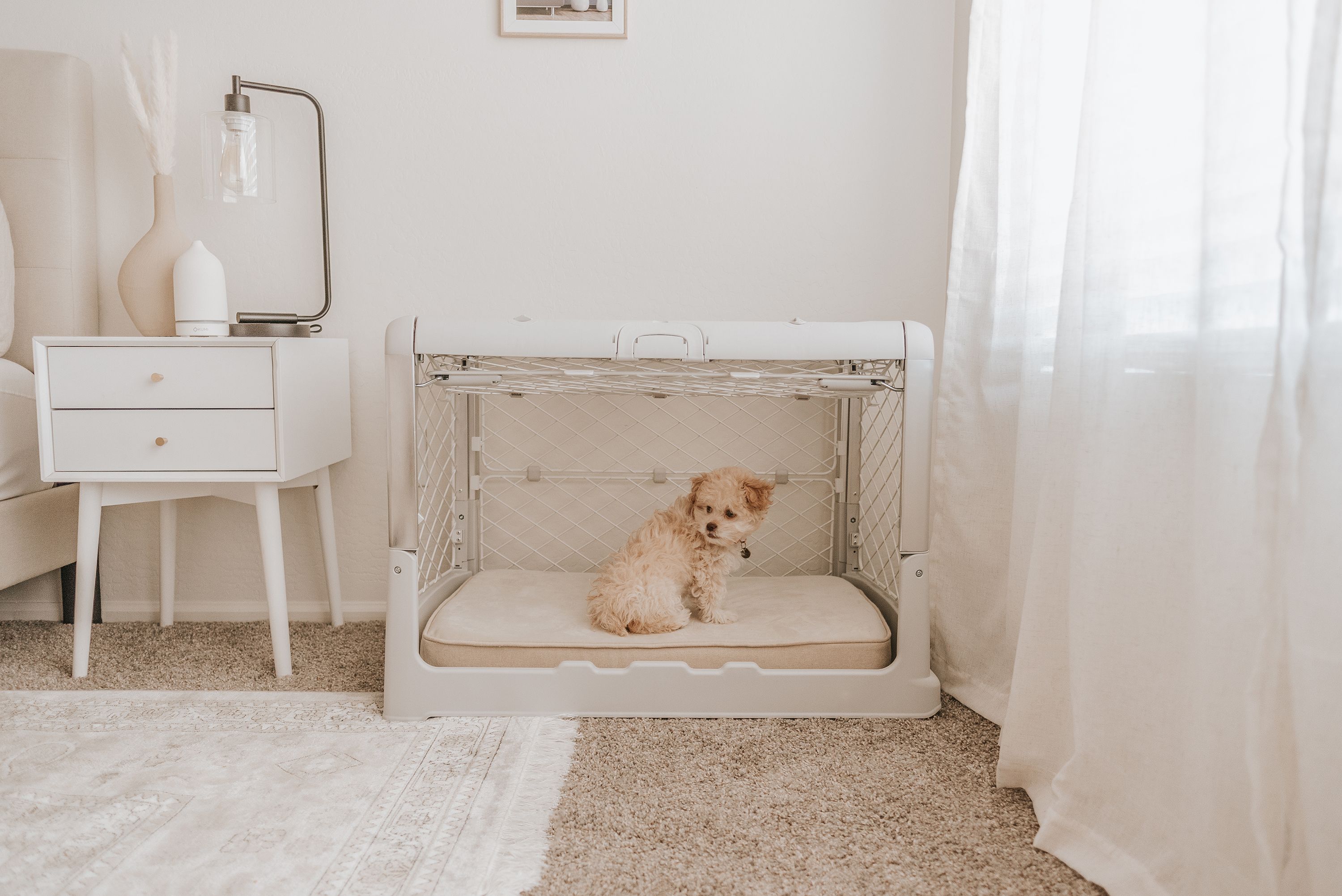 How To Make a Dog Feel Safe 10 Tips To Try Diggs