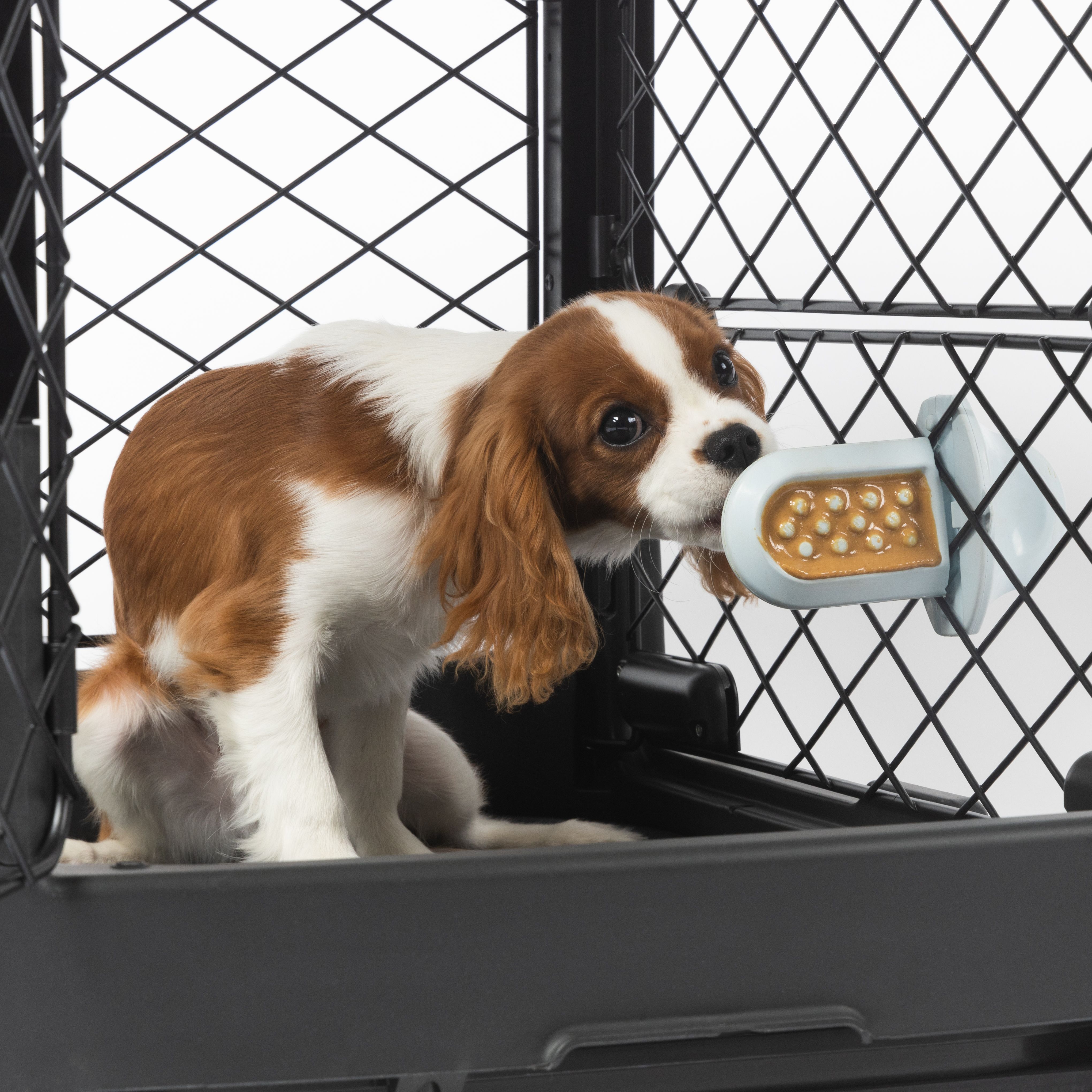 A puppy enjoying the treat spread on the Groov attached to the Mesh inside the Revol Crate.
