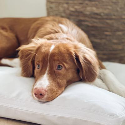 A brown and white dog laying on a pillow