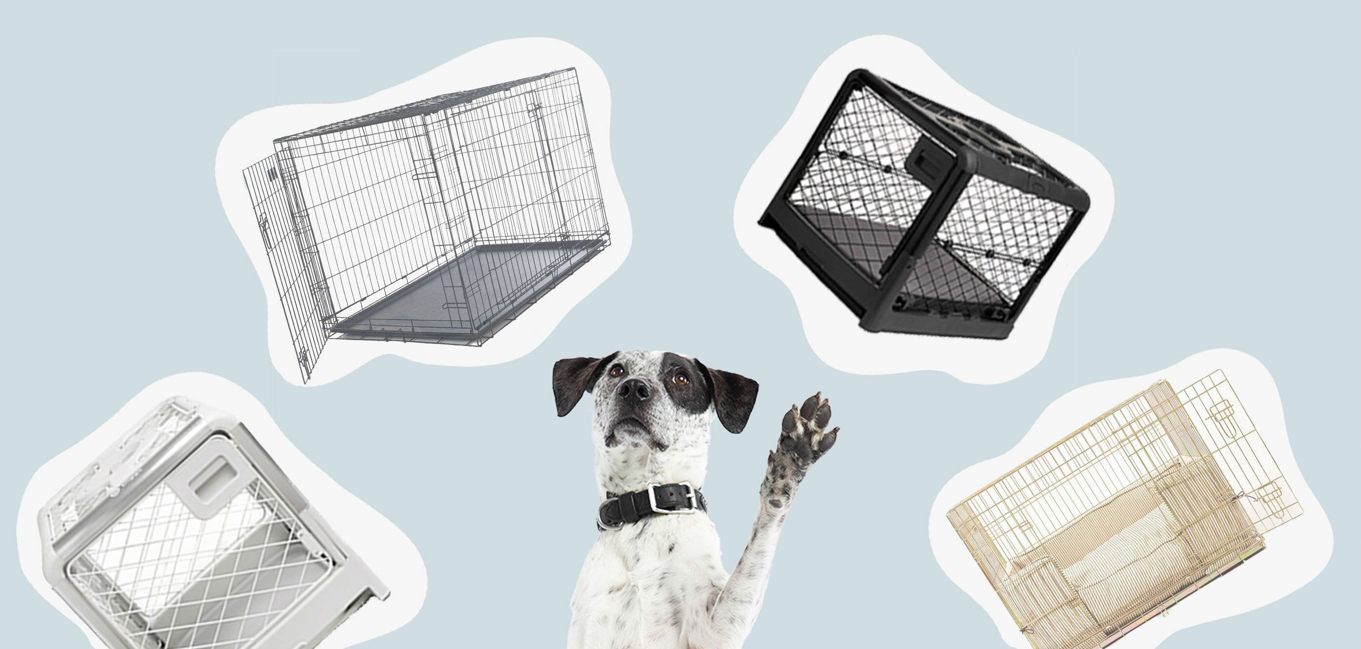 Picking The PERFECT Crate Training Location 