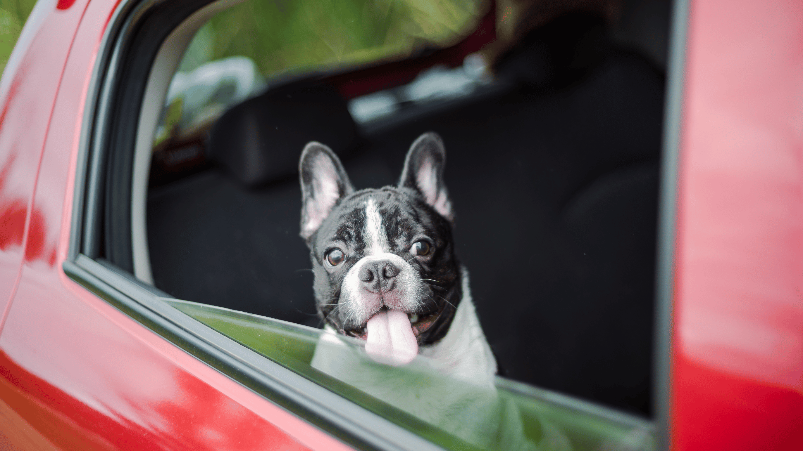 Calming Your Dog Down in the Car A Road Trip Guide Diggs