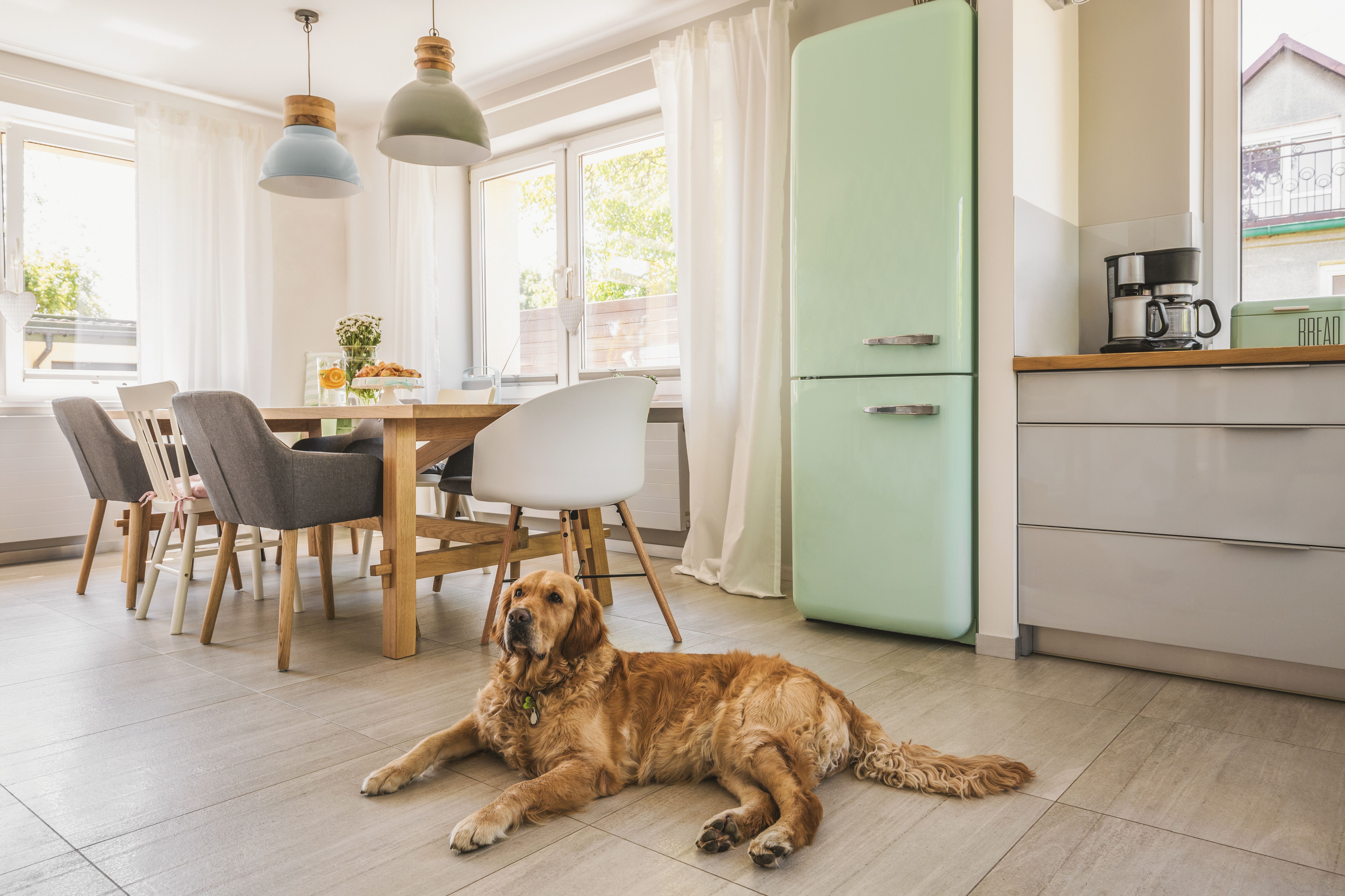 How to Puppy-Proof Your House: Create a Safe Space for Dogs