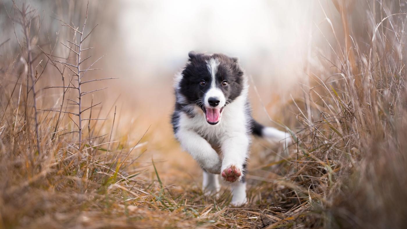 5 Tips to Calm Down a Hyperactive or Anxious Dog - GoodRx