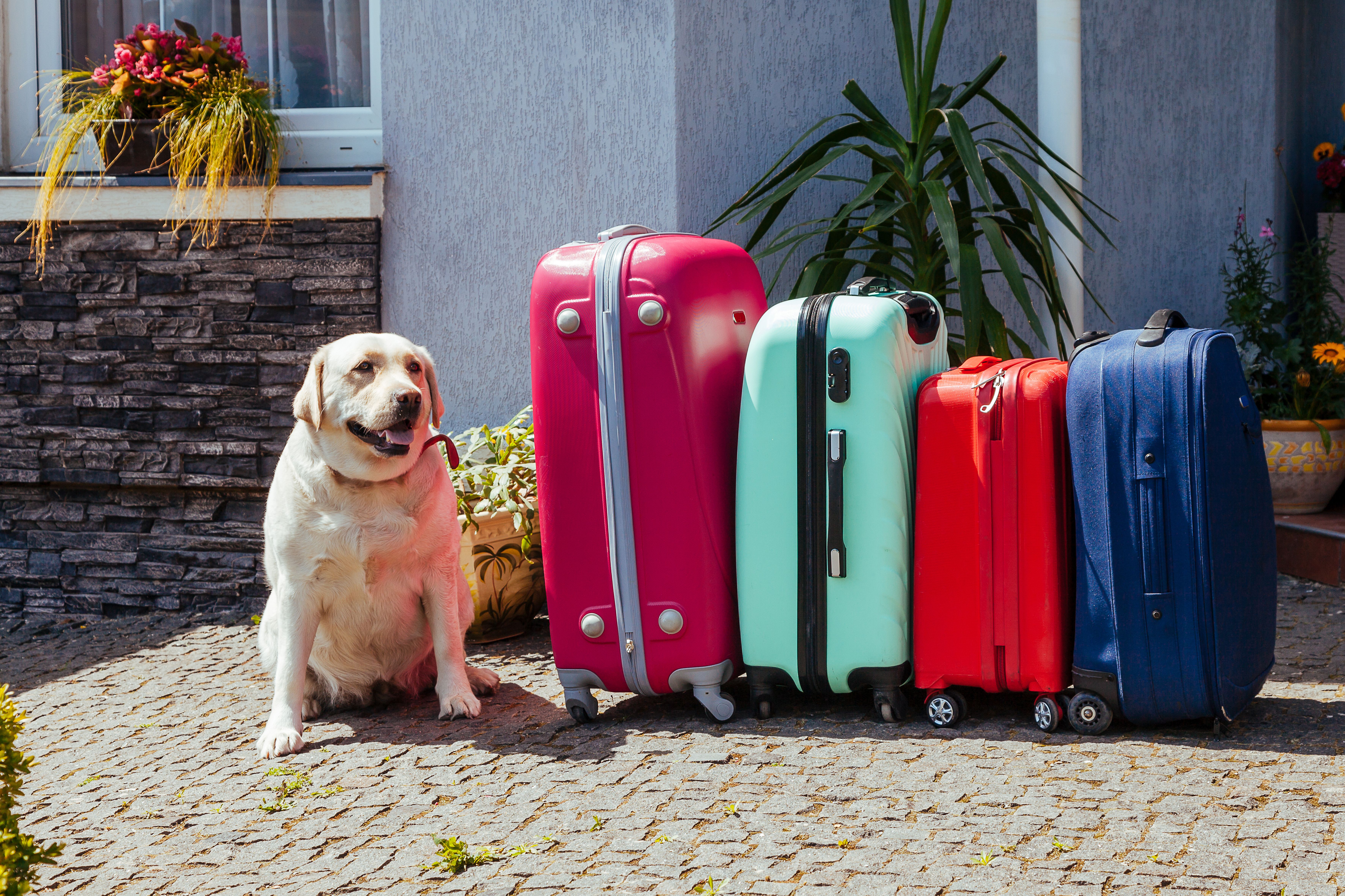Dog Travel Anxiety How To Avoid Stress on the Go Diggs