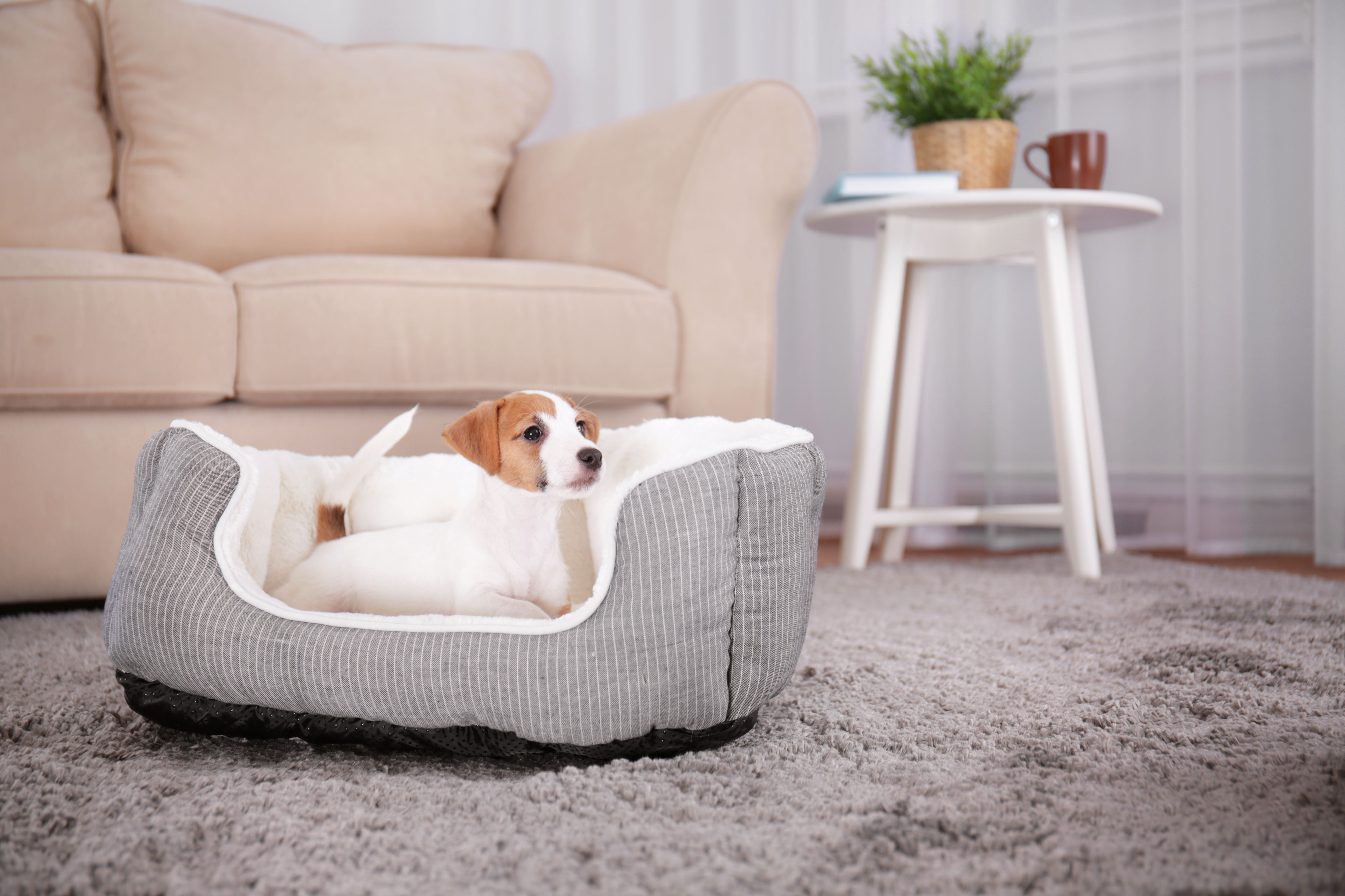 Why Do Dogs Dig in Their Beds & Is It Normal? Diggs