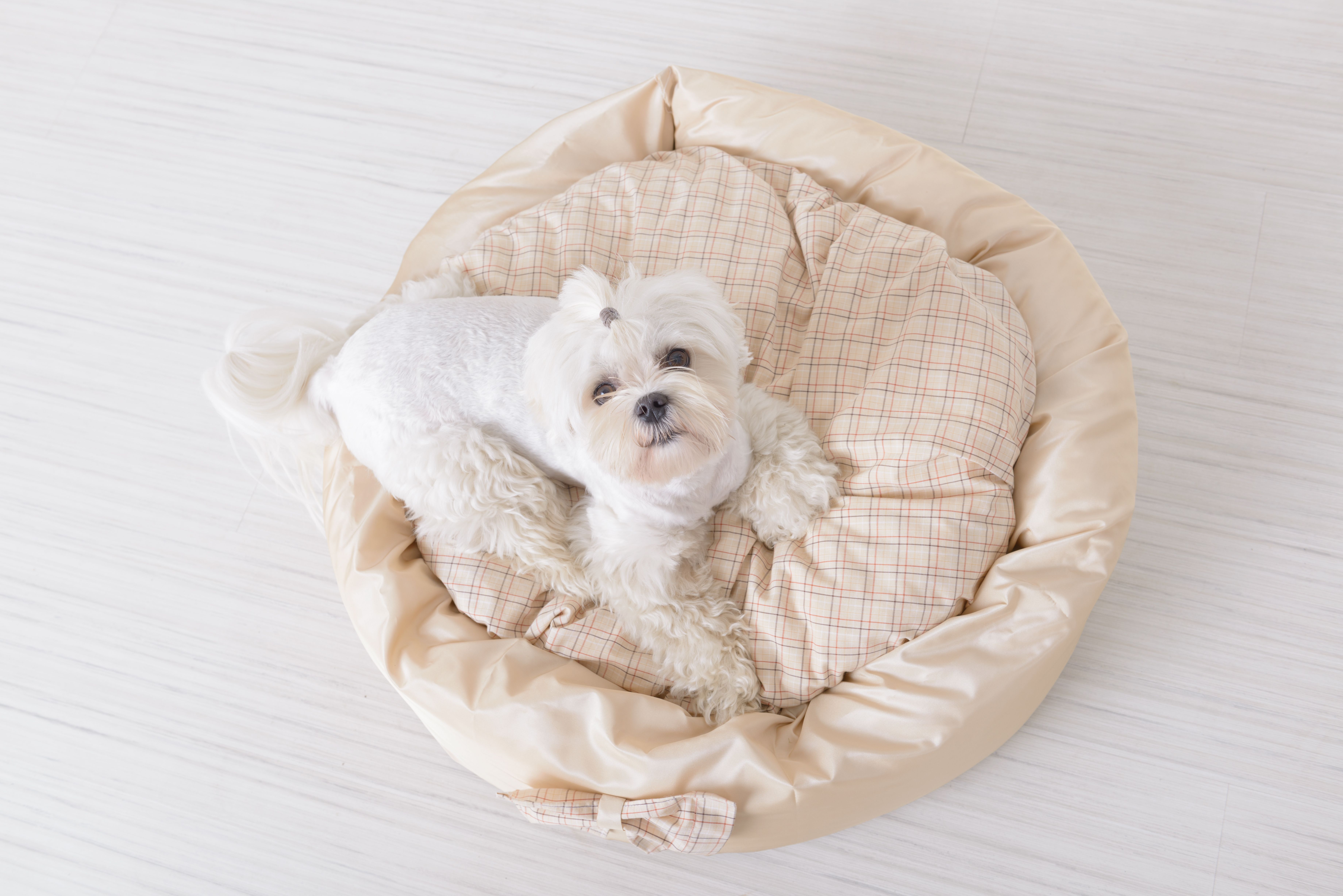 Why Do Dogs Dig in Their Beds & Is It Normal? Diggs