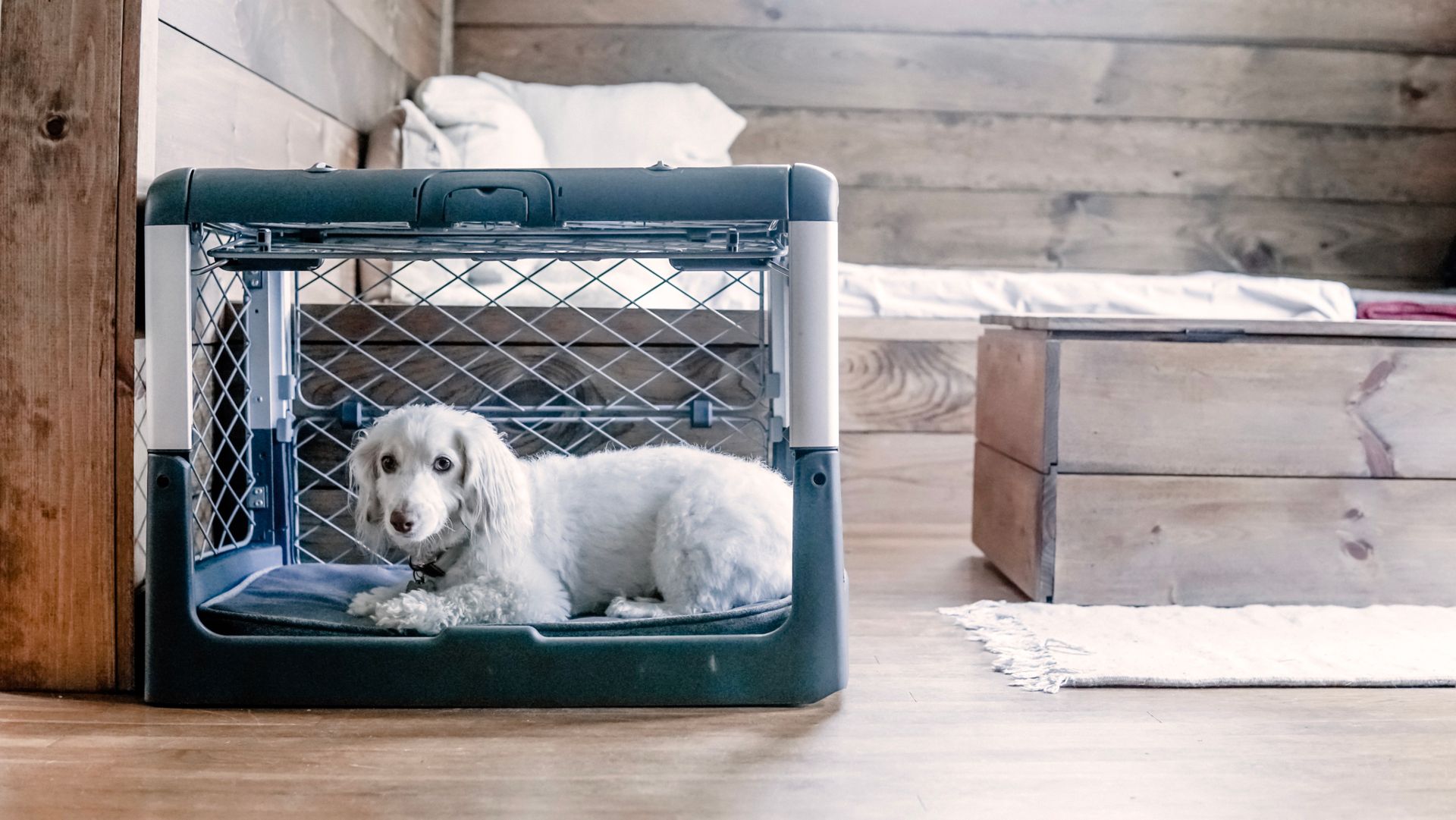 5 Do’s and Don'ts of Crate Training Diggs