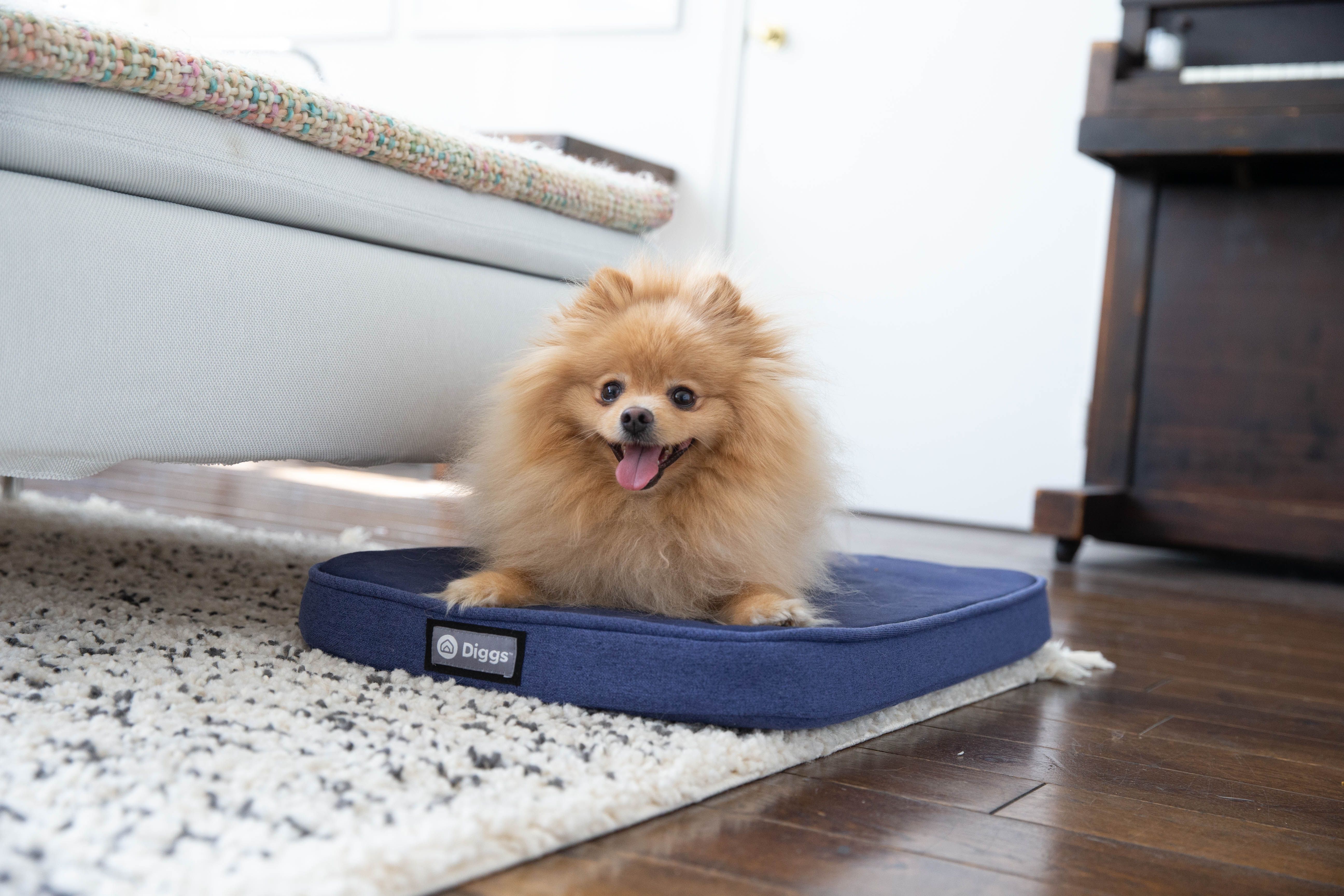 Why Do Dogs Dig in Their Beds & Is It Normal? Diggs
