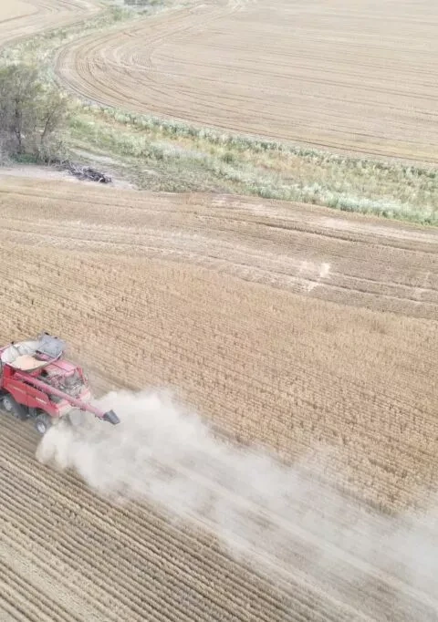 Wheat is harvested by a combine near Moree, Australia, 27 October 2020 (Photo: Reuters/Jill Gralow)