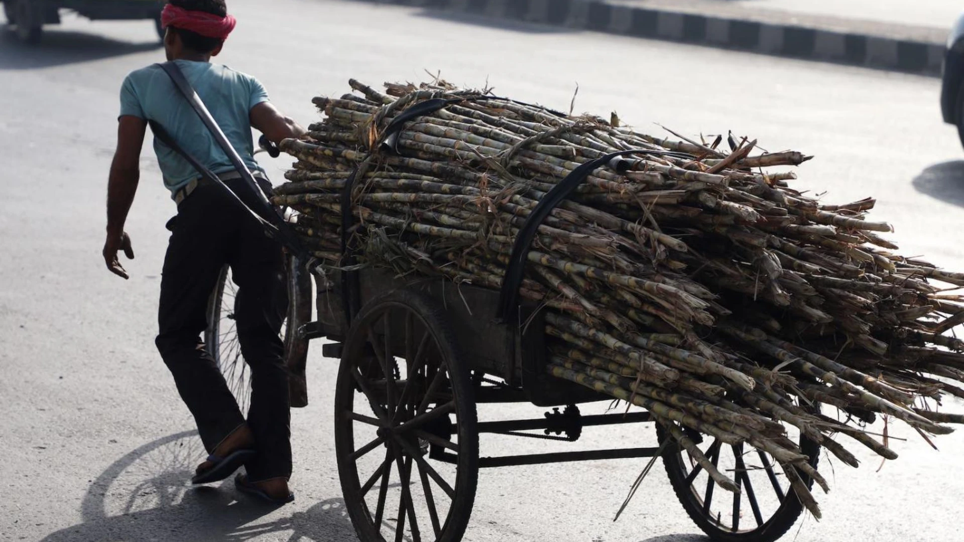 Indian farmers working in sugarcane fields