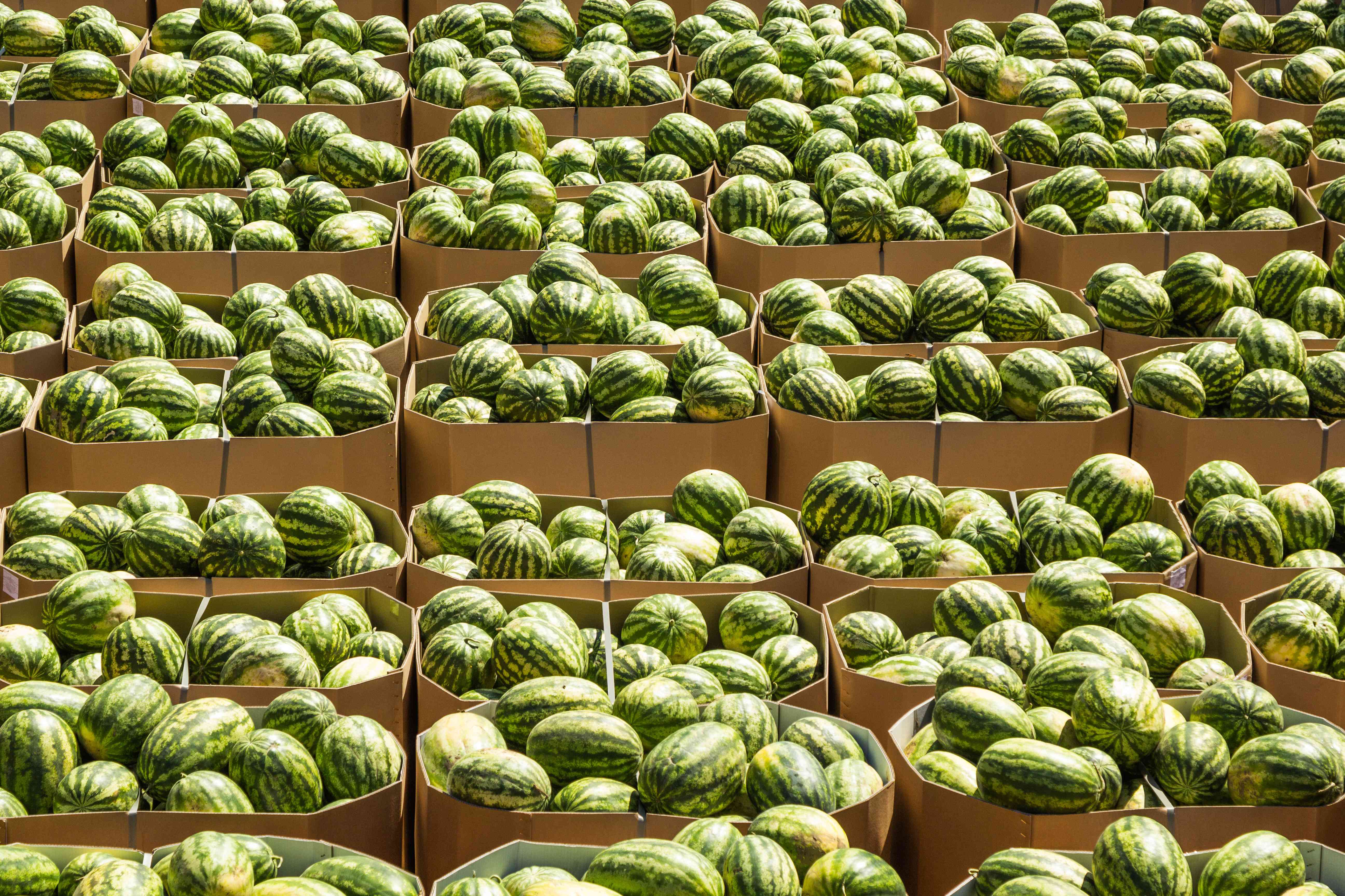 Photo of rows of Gaylord boxes full of watermelons