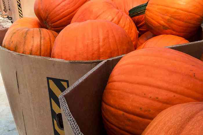 Pumpkin bins full of pumpkins