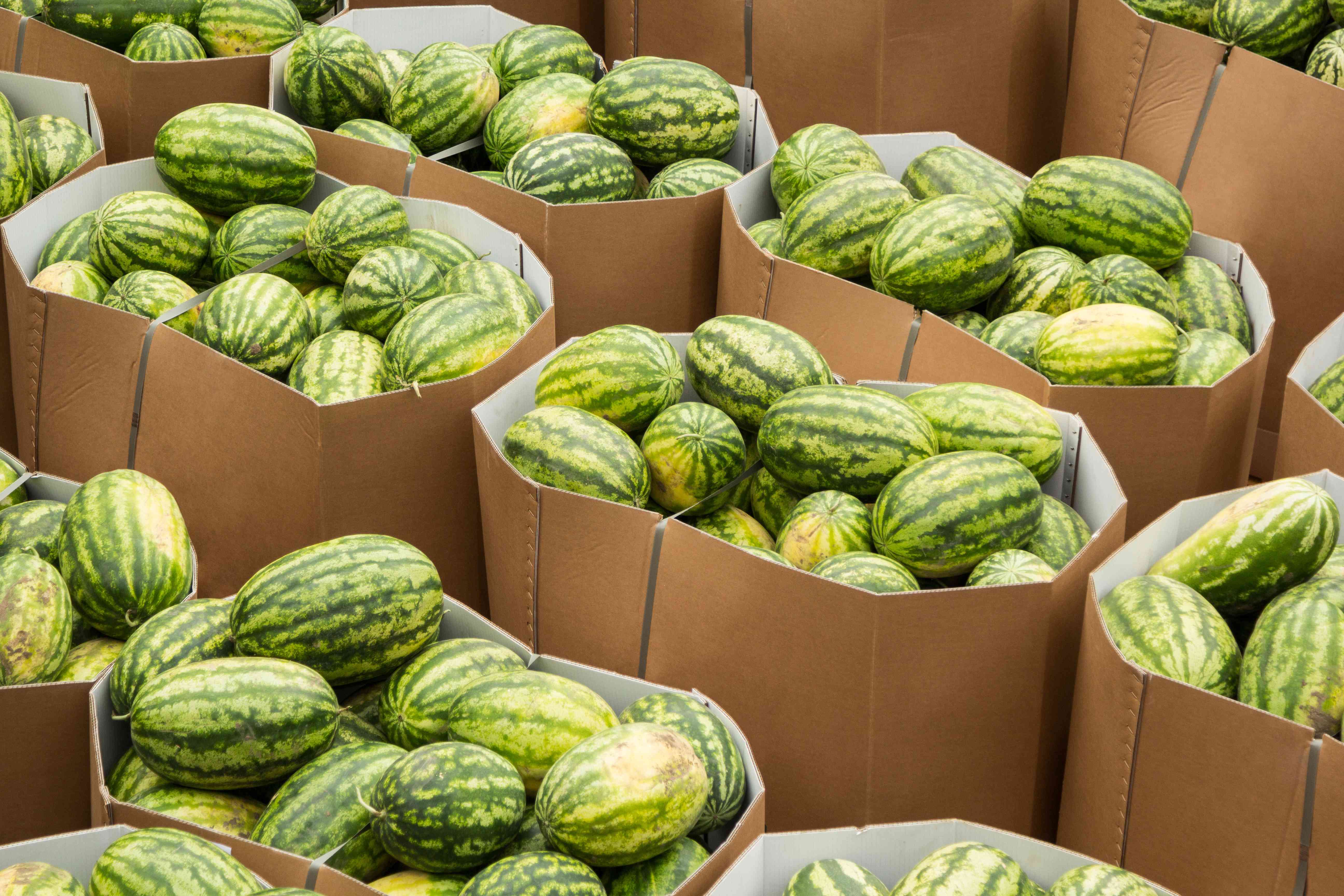 A photo of Gaylord boxes full of watermelons