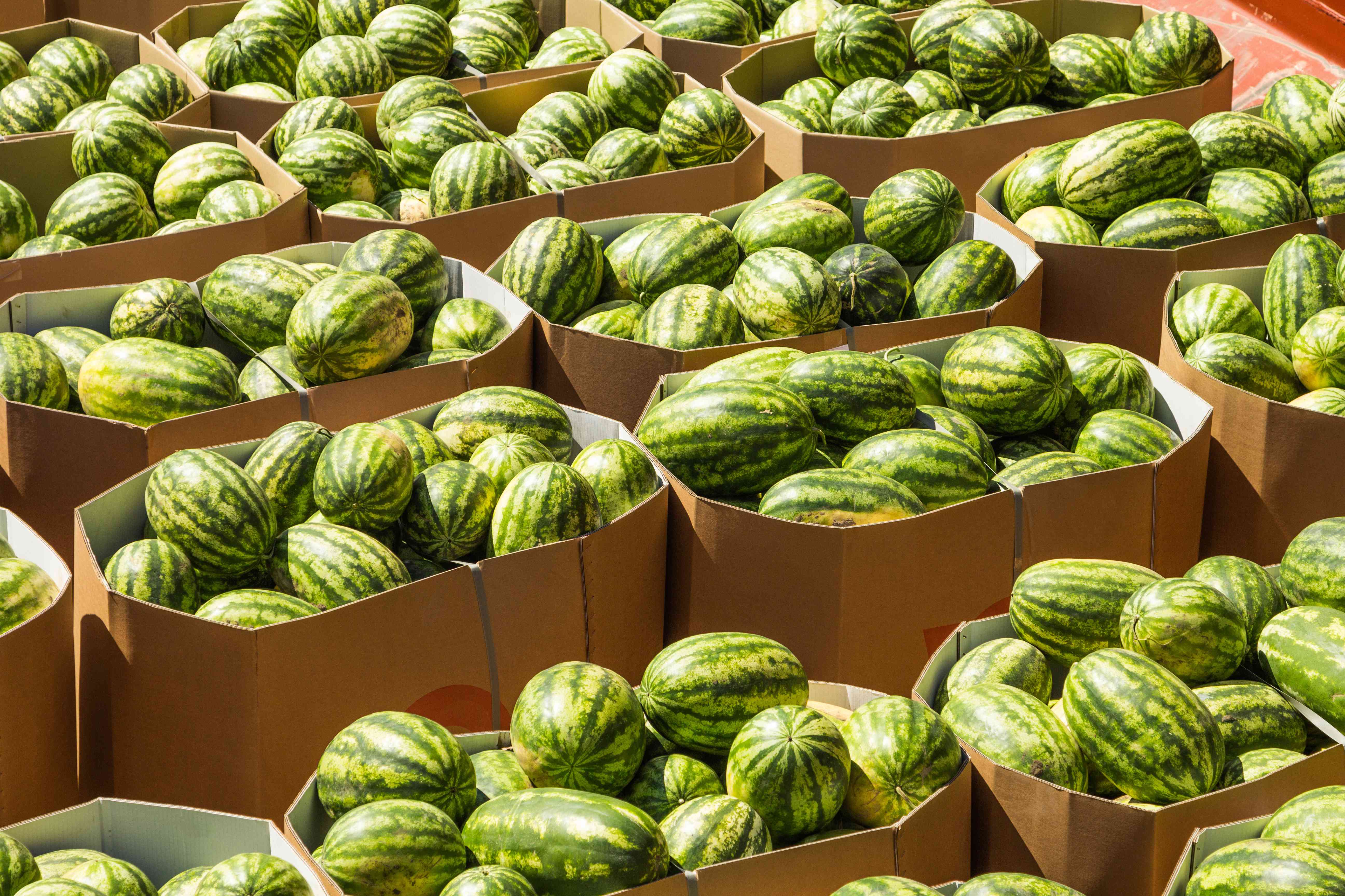 Photo of Gaylord boxes full of watermelons