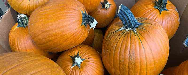 A pumpkin bin full of pumpkins