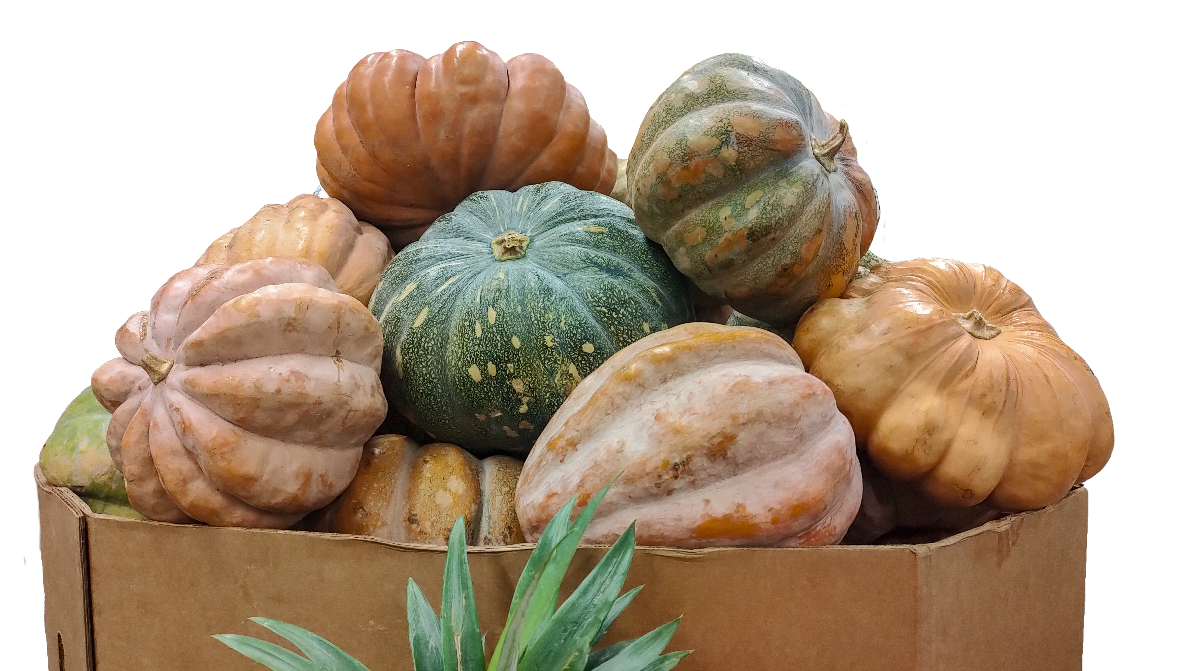 Photo of a produce Gaylord box full of mixed pumpkins
