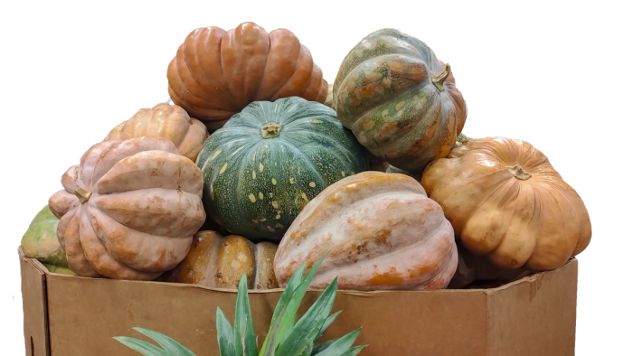 Photo of a produce Gaylord box full of mixed pumpkins