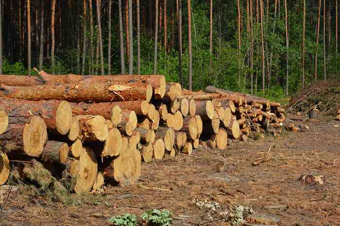 yellow pine cut logs