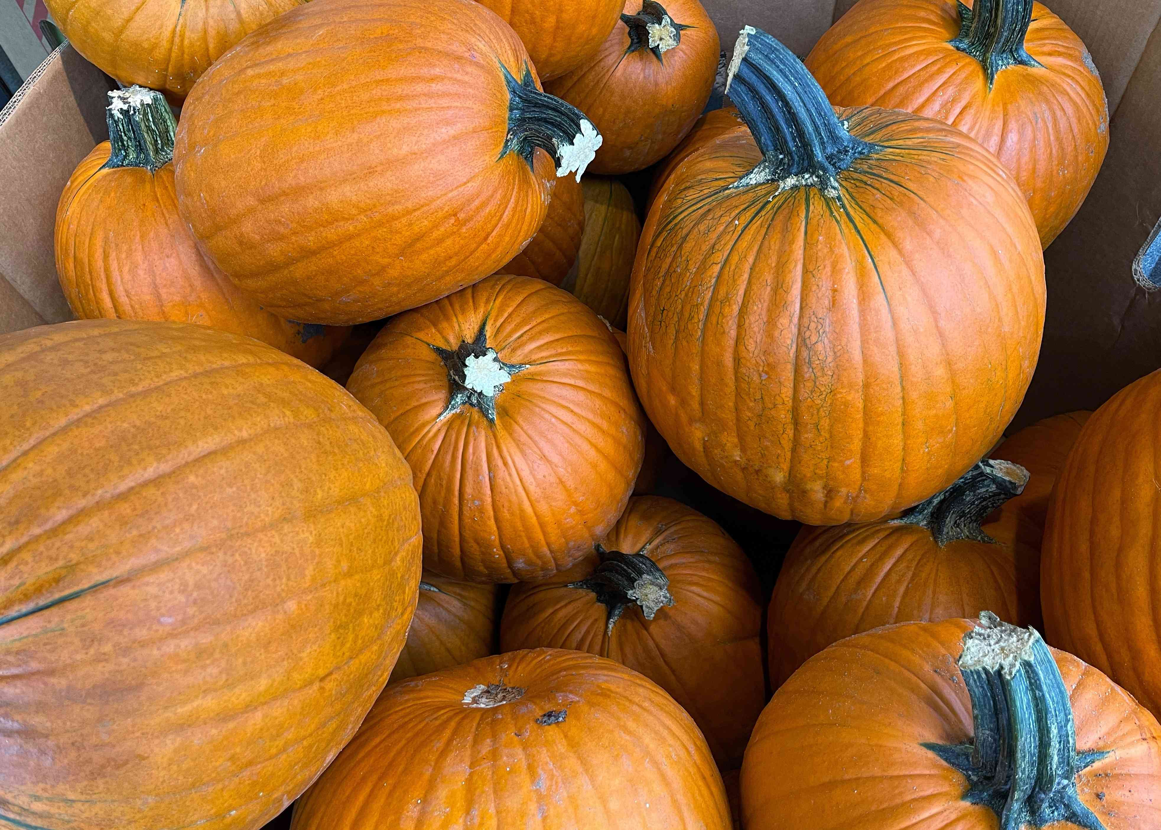 Photo of an octagonal Gaylord box full of pumpkins