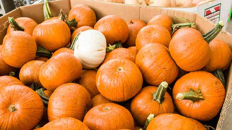 Pumpkin bins filled with pumpkins