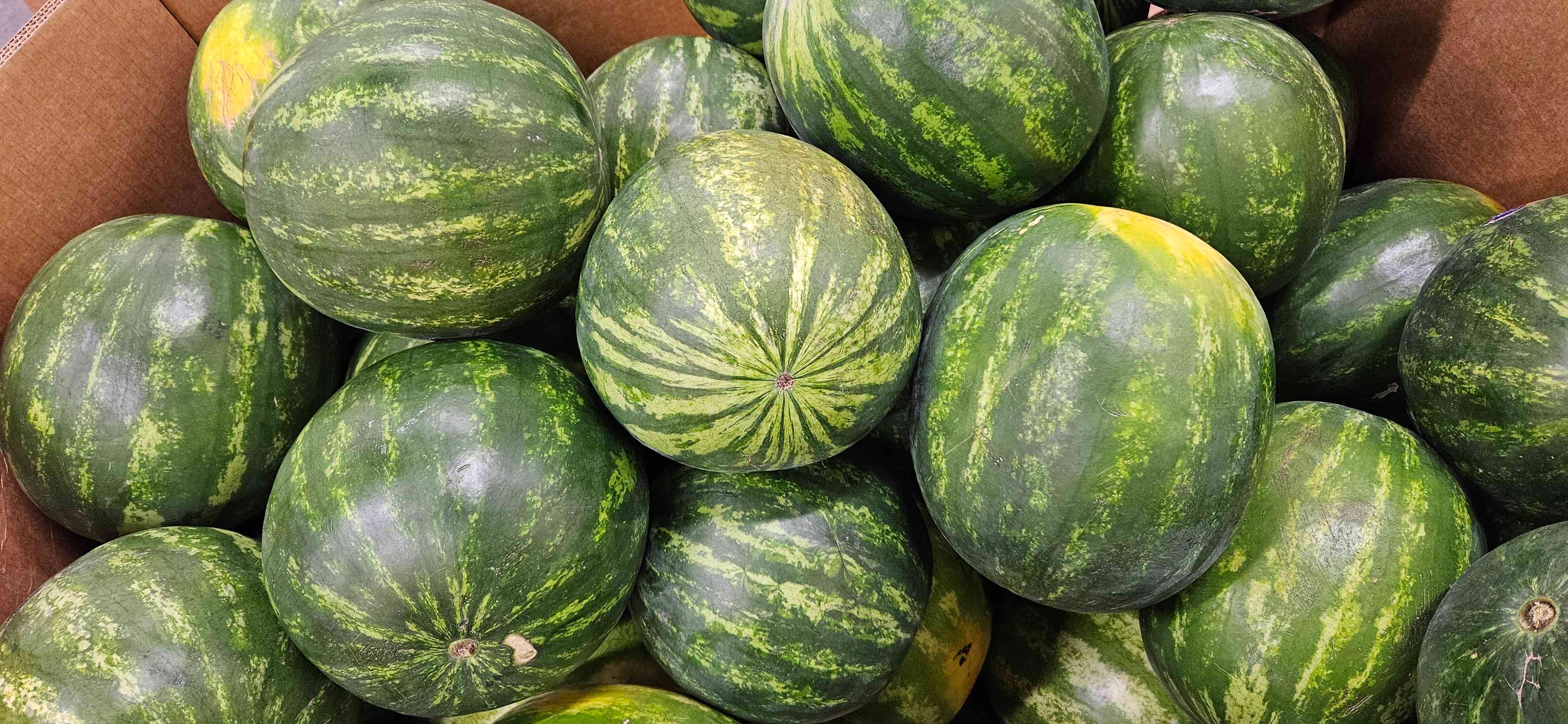 Photo of a Gaylord box full of watermelons