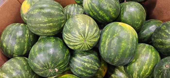 Photo of a Gaylord box full of watermelons