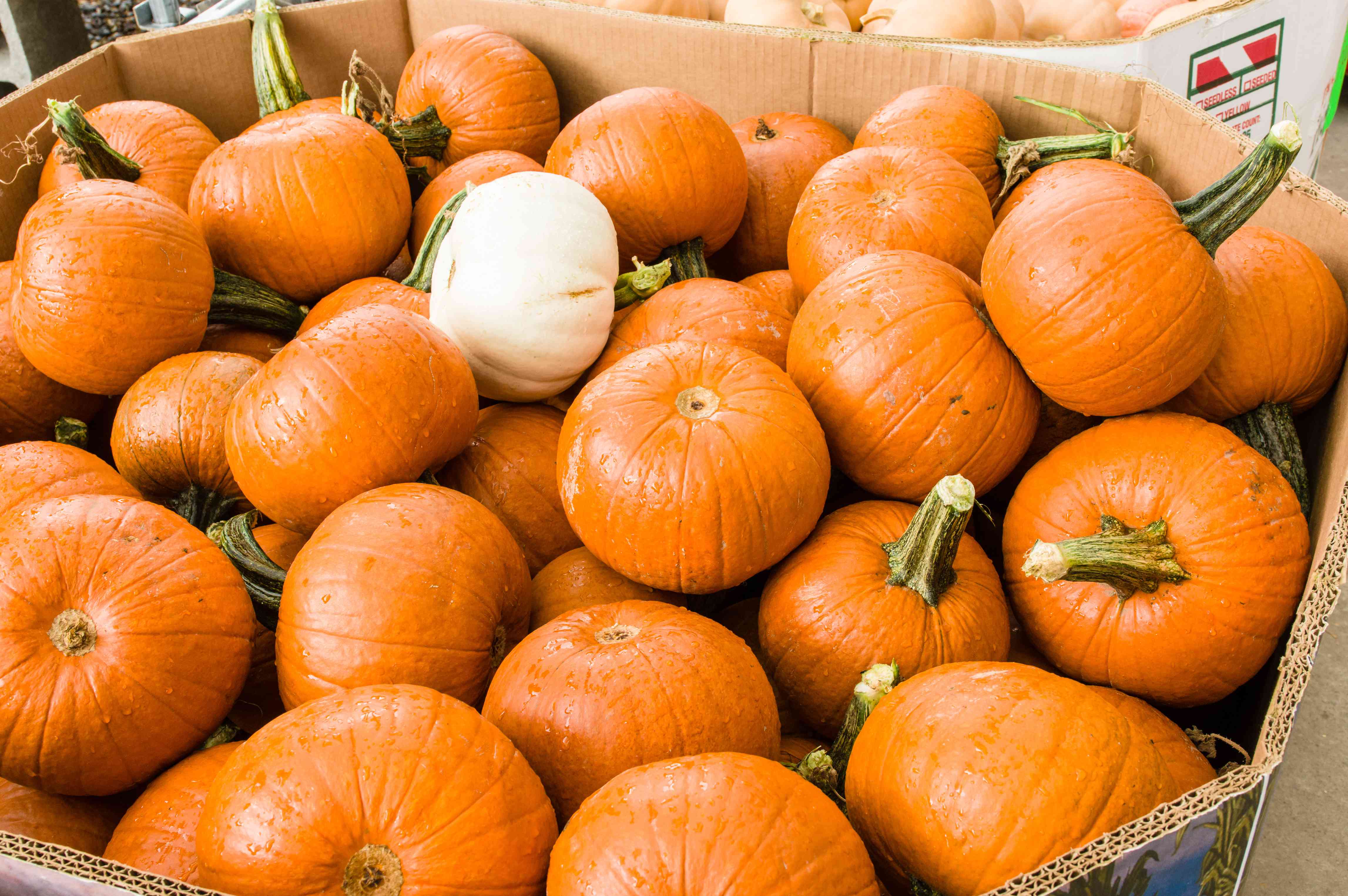 Photo of a produce-style Gaylord box full of pumpkins