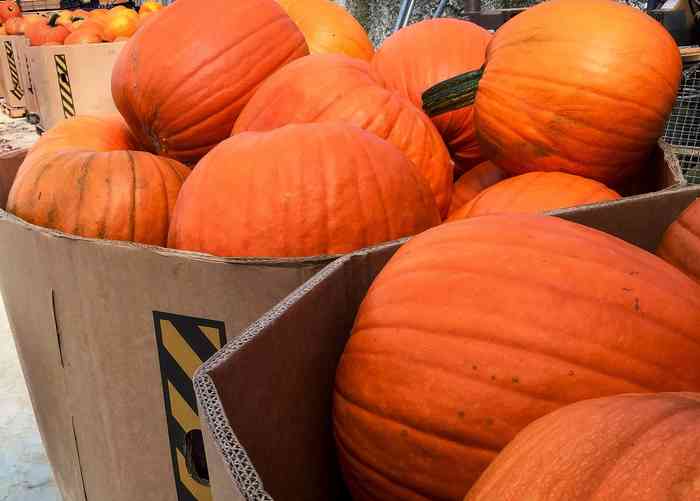 Photo of octagonal Gaylord boxes full of pumpkins