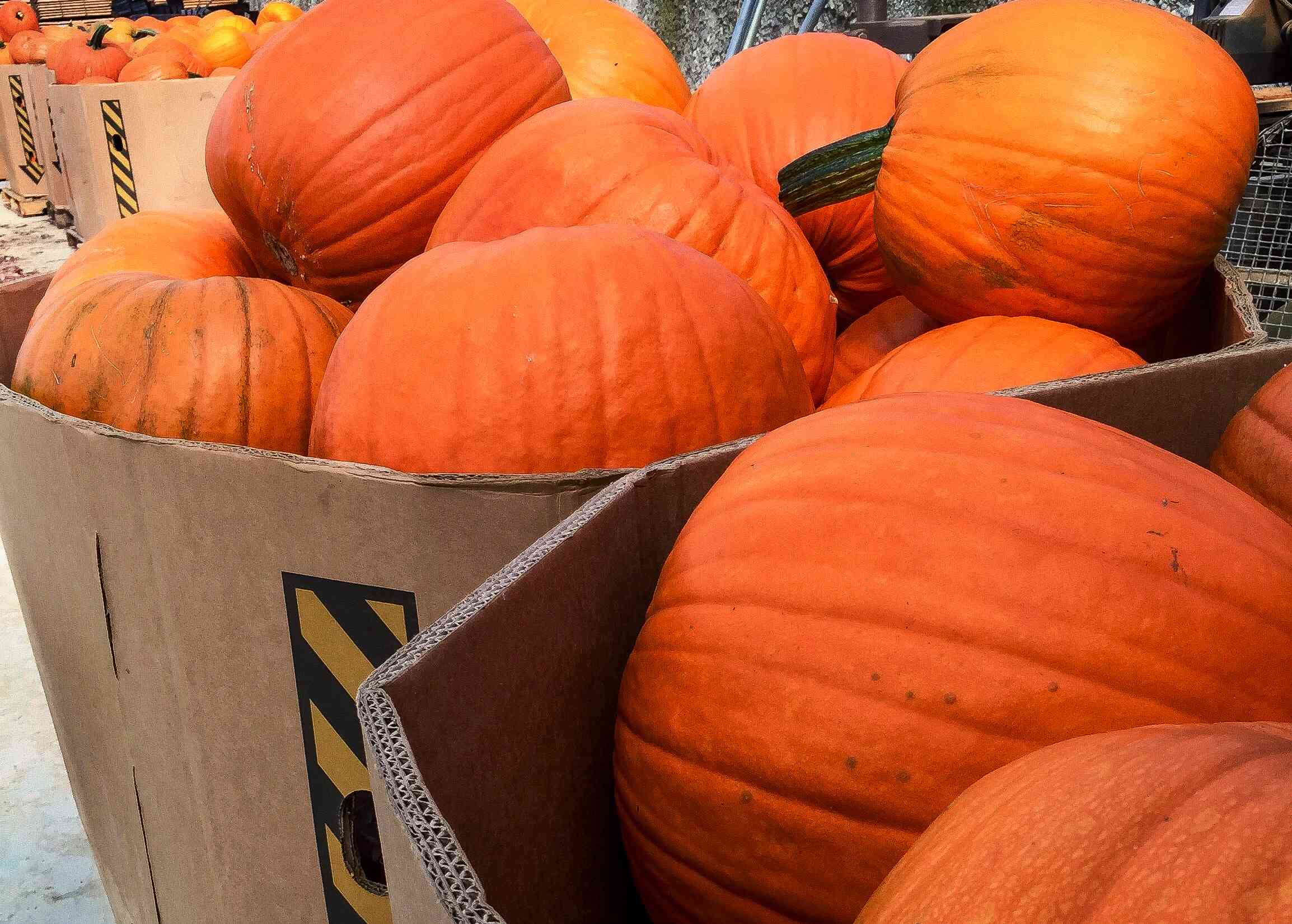 Photo of octagonal Gaylord boxes full of pumpkins