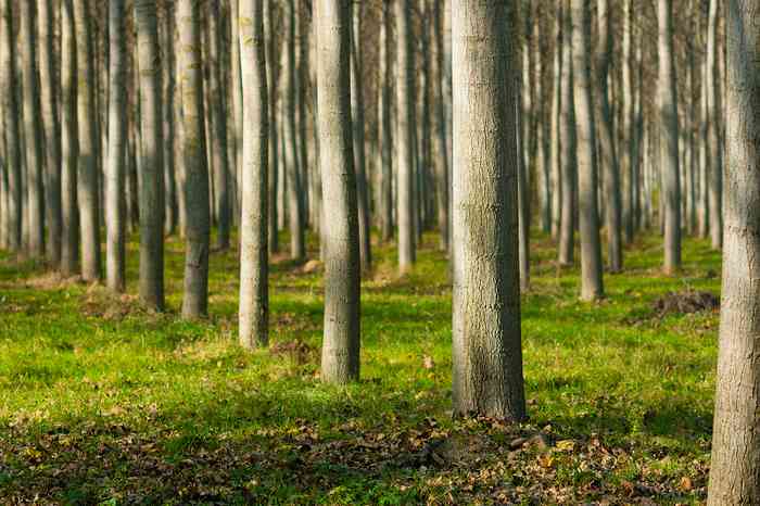 poplar forest