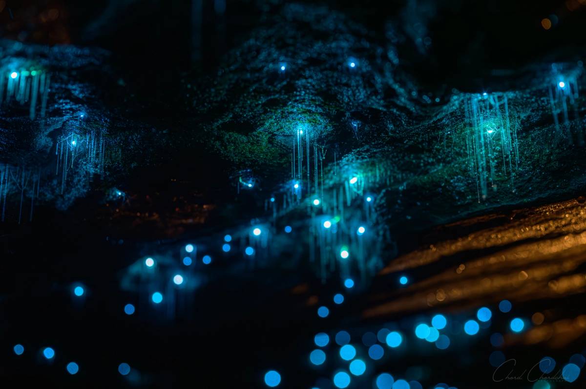 Glow Worm Glen