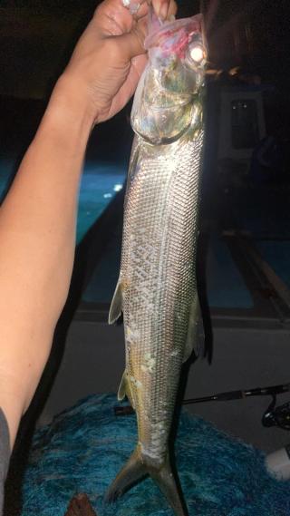 Wisata Mancing Rempang Eco City 4