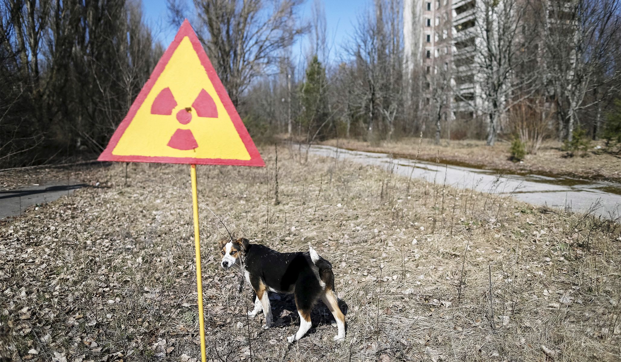 A dog in the abandoned city of Pripyat near the Chernobyl nuclear power plant in Ukraine, March 28, 2016.