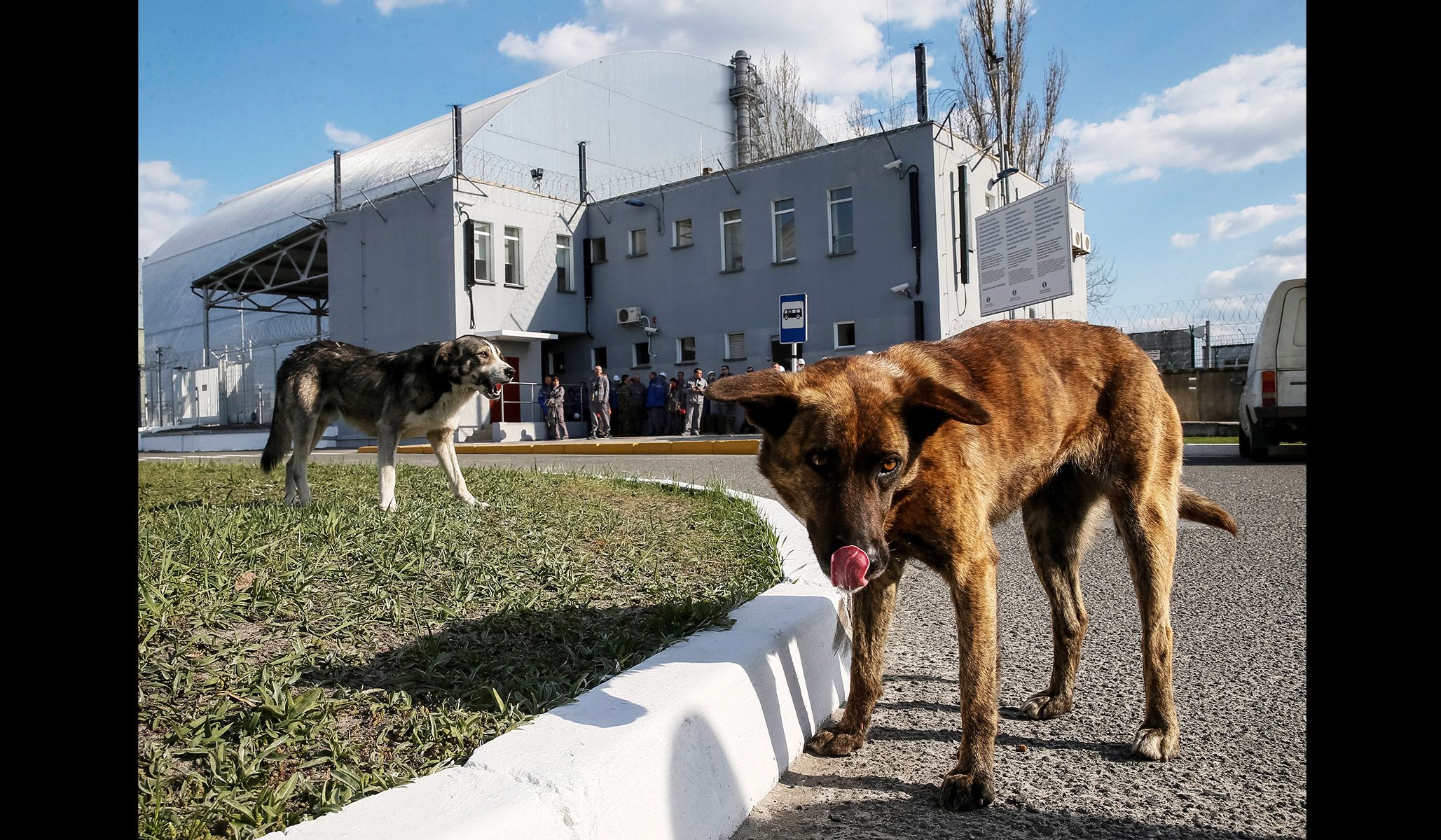 Dogs in front of the new Safe Confinement structure over the old sarcophagus covering the damaged fourth reactor at the Chernobyl nuclear power plant in Chernobyl, Ukraine, April 20, 2018.