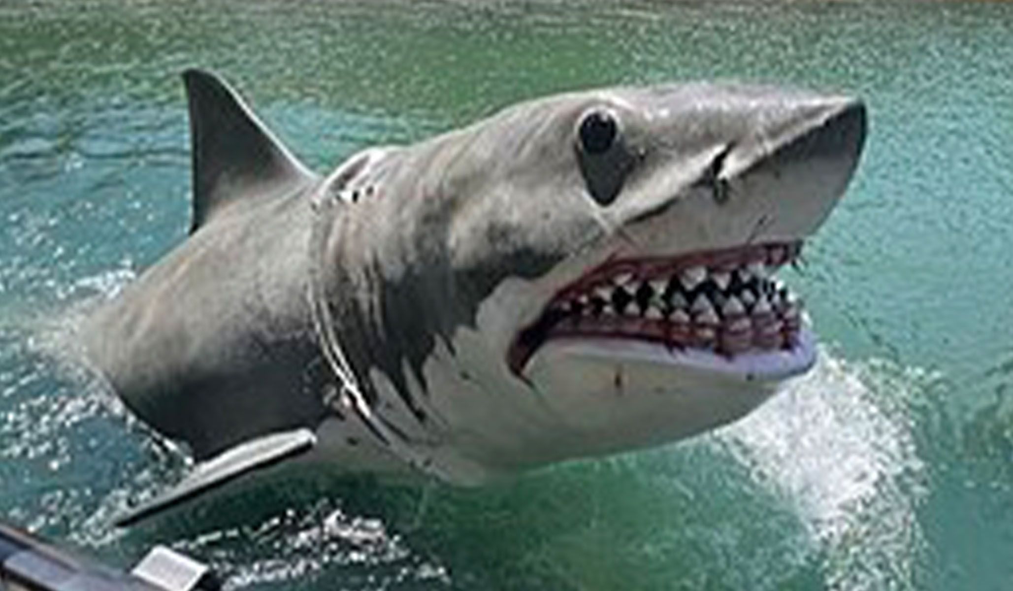 A close-up of a replica of Bruce, the mechanical shark featured in Jaws , at Universal Studios Hollywood.