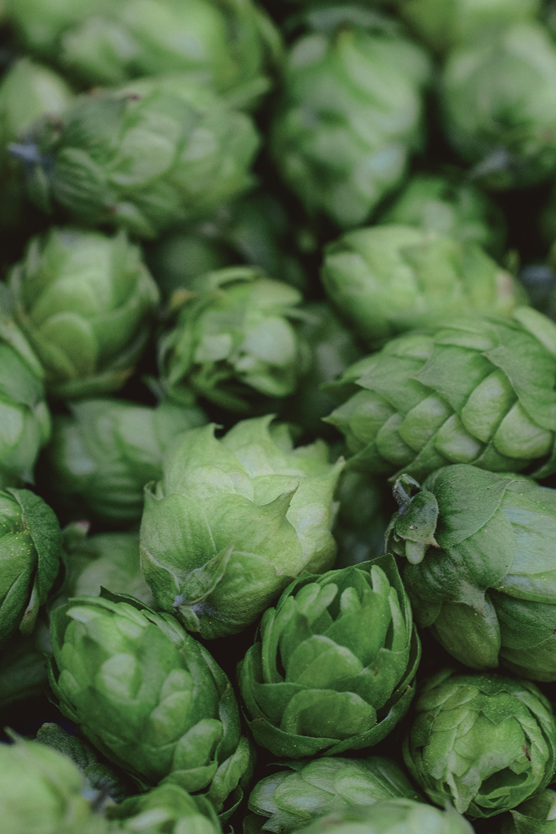 Nahaufnahme von geernteten Hopfenblüten