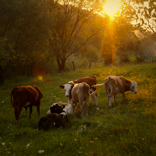 Sechs Kühe stehen und liegen im Sonnenuntergang auf einer Wiese. 