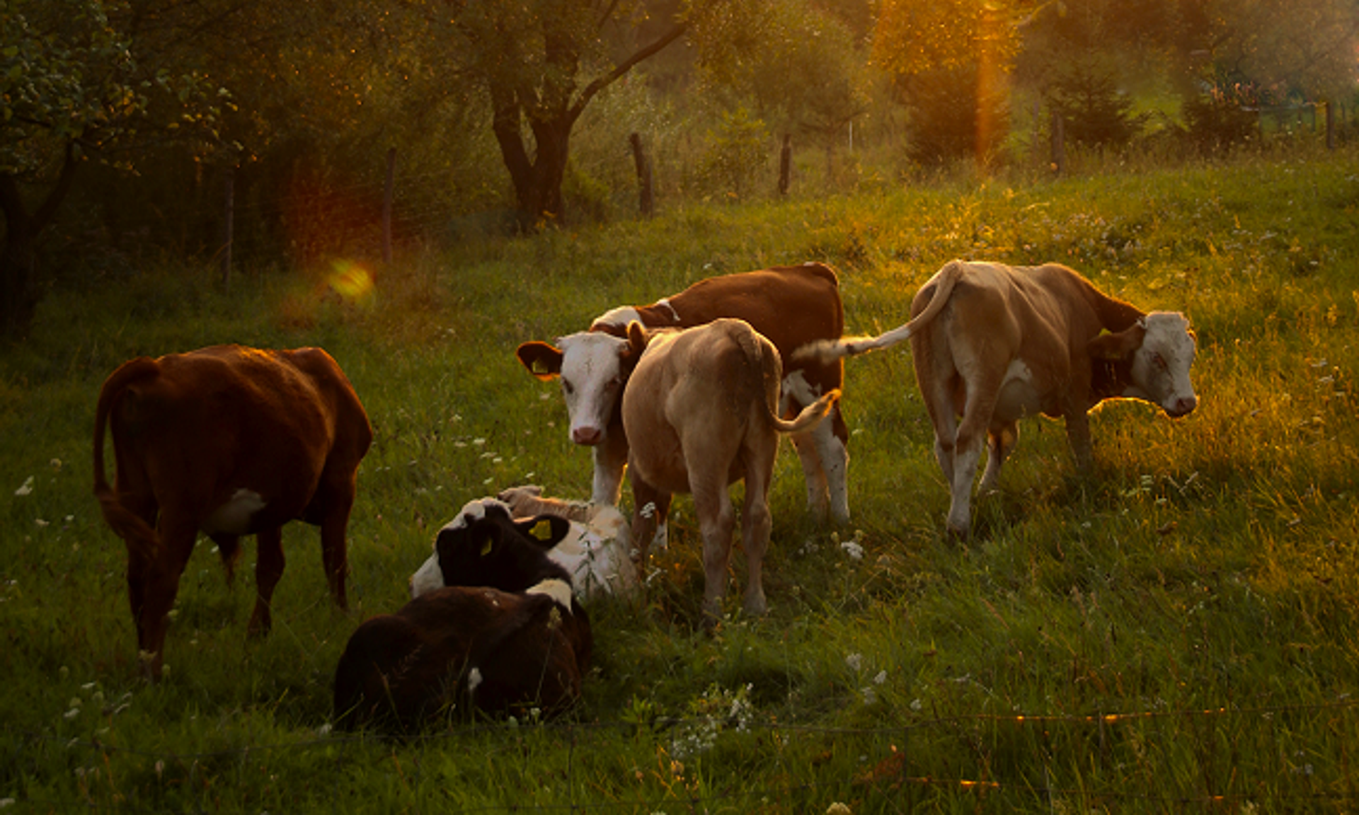 Six cows are standing and lying in a meadow at sunset.